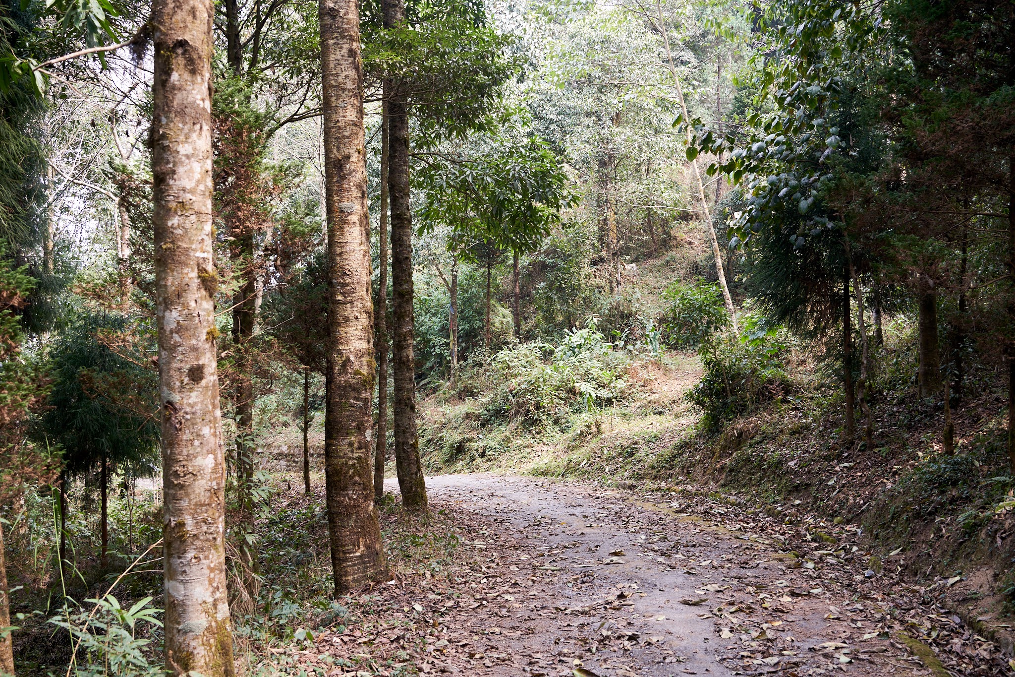 Village Walks
