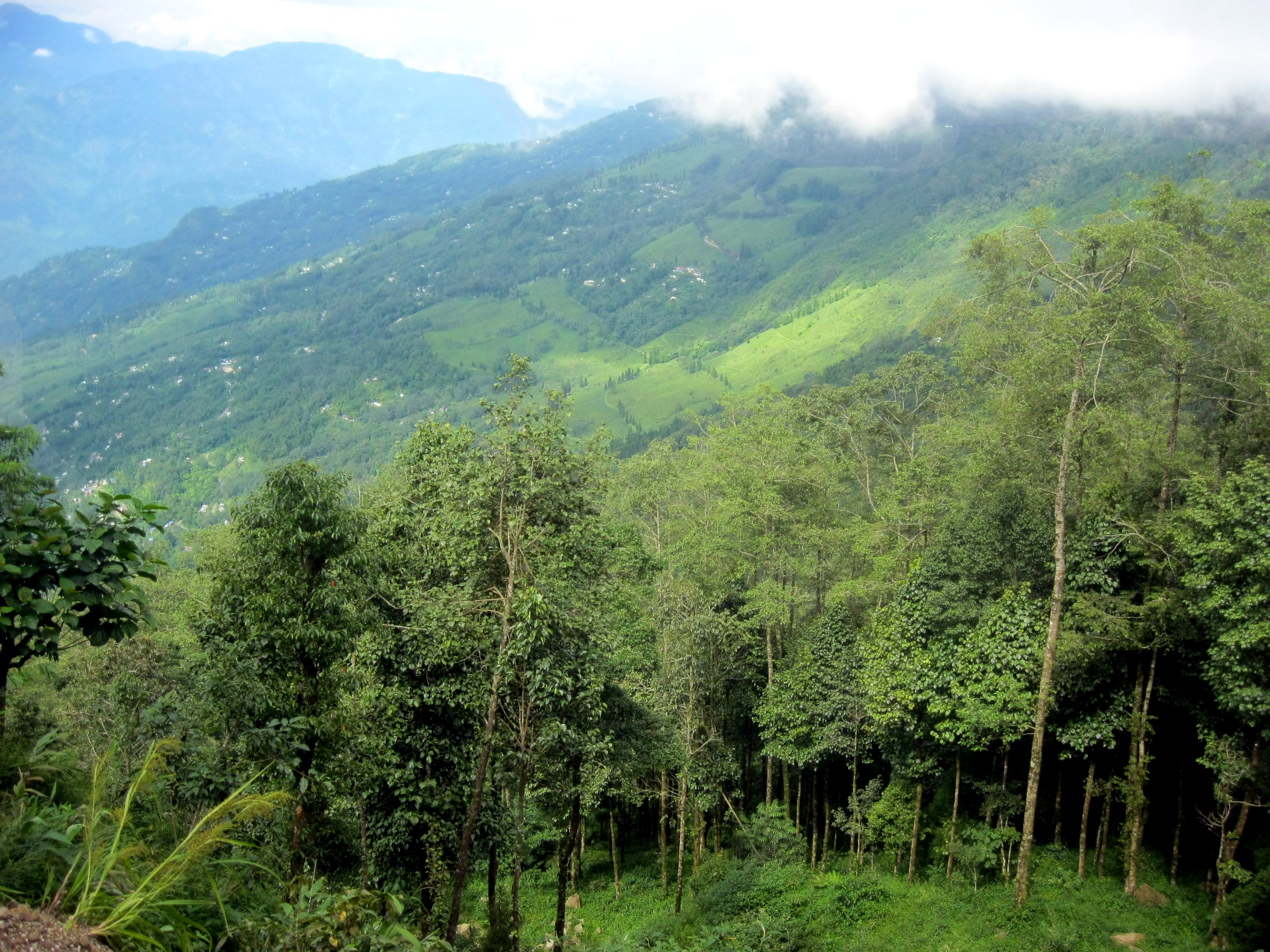 Village Serenity & Greenery